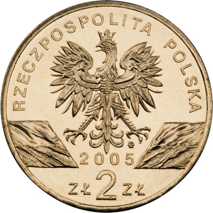 Puchacz (łac. Bubo bubo)