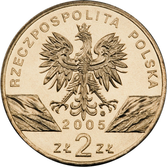 Puchacz (łac. Bubo bubo)