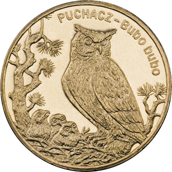 Puchacz (łac. Bubo bubo)