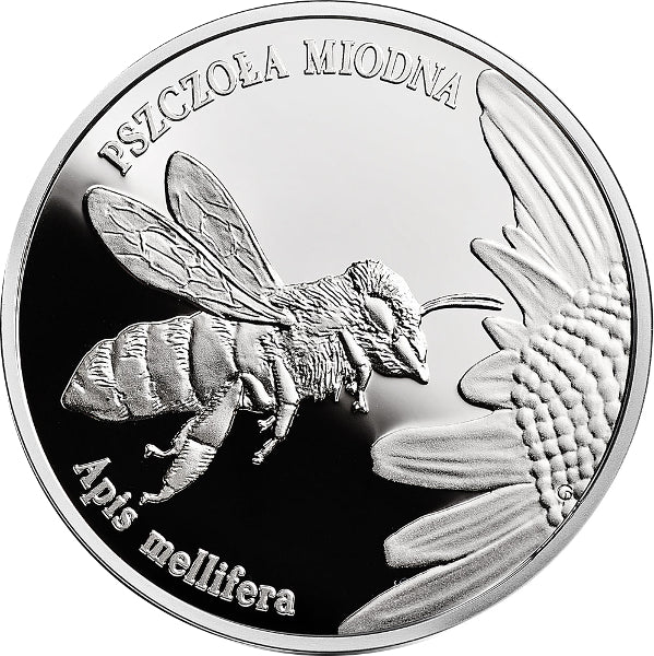Pszczoła miodna (łac. Apis mellifera)