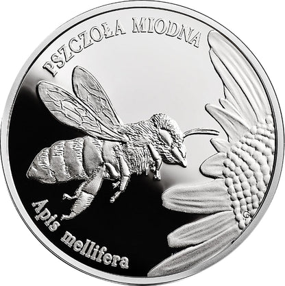 Pszczoła miodna (łac. Apis mellifera)