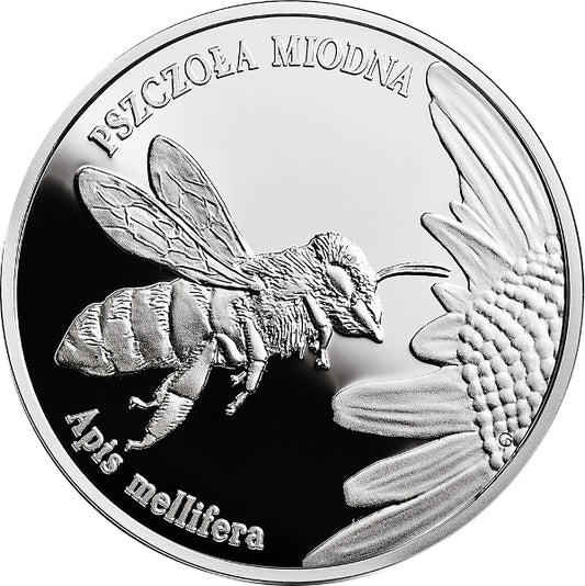 Pszczoła miodna (łac. Apis mellifera)